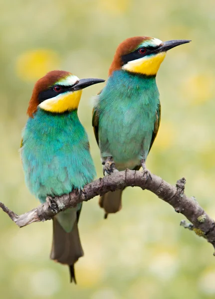 Vogelpaar — Stockfoto