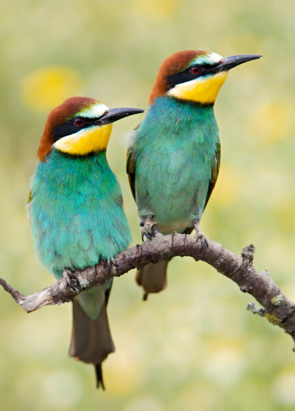 Pareja de pájaros — Foto de Stock
