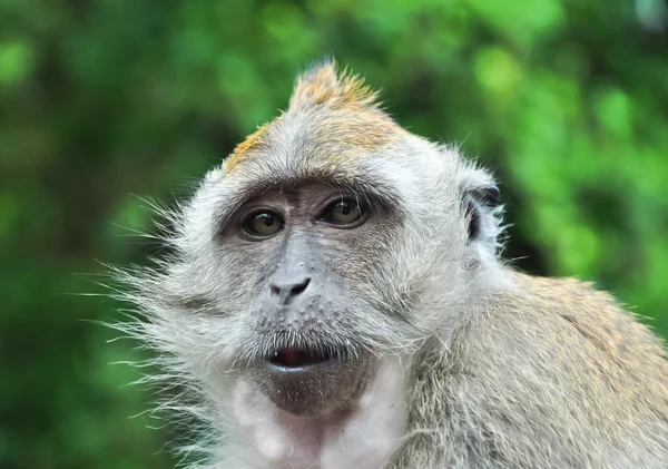 stock image Paternal Look of Monkey