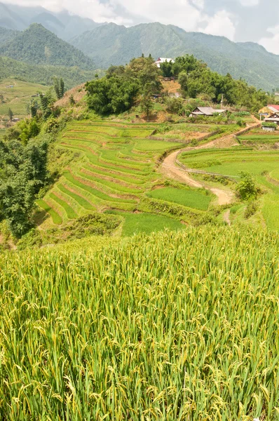 Pirinç paddies ve sapa teraslar — Stok fotoğraf
