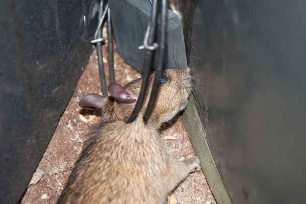 stock image Trapped Rat