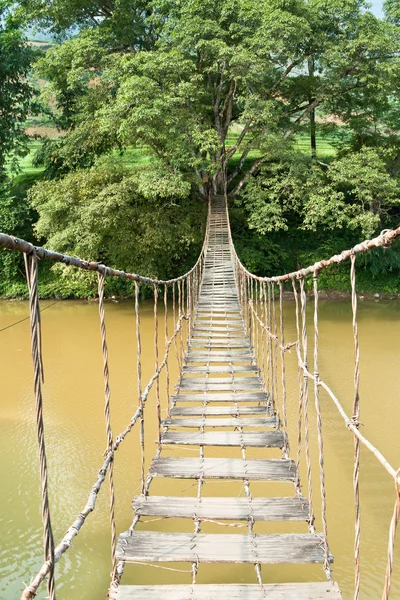 Puente colgante al árbol —  Fotos de Stock