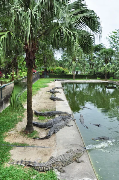 Krokodile in Wassernähe — Stockfoto