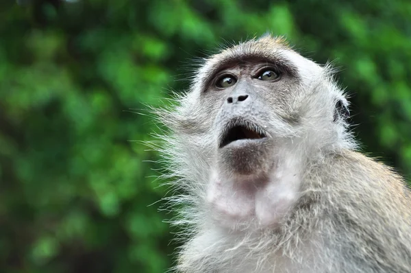 Affe mit offenen Augen und offenem Mund lizenzfreie Stockbilder