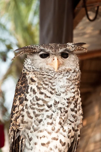 Sitting Owl — Stock Photo, Image