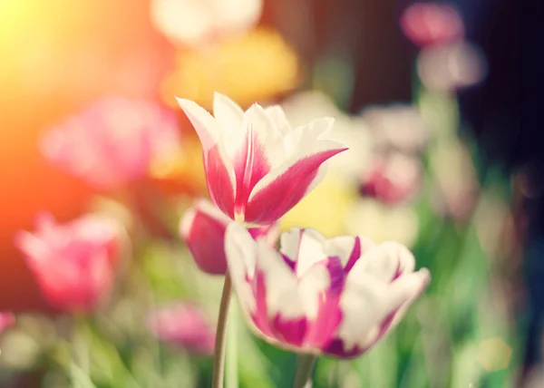 stock image Beautiful colorful tulips