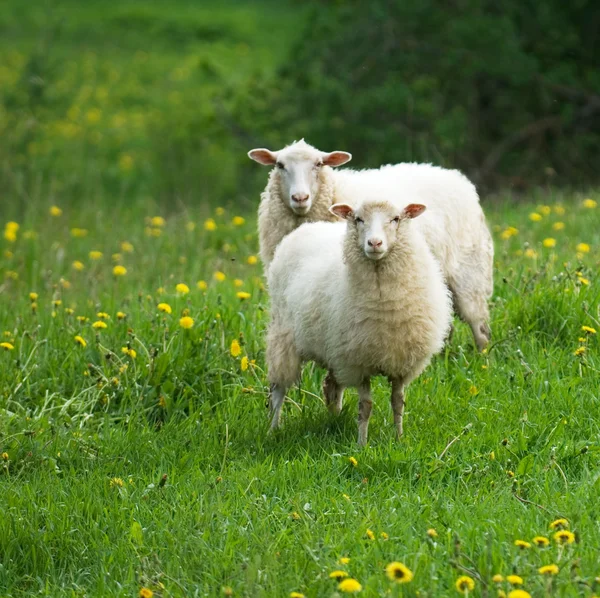 Sheep in dandelion field