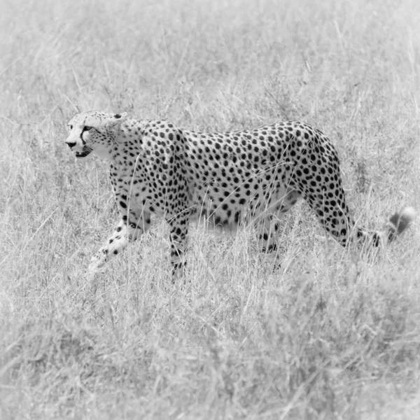 Cheetah in the field