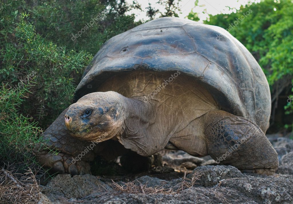 Giant turtle, galapagos islands, ecuador — Stock Photo © javarman #9459367