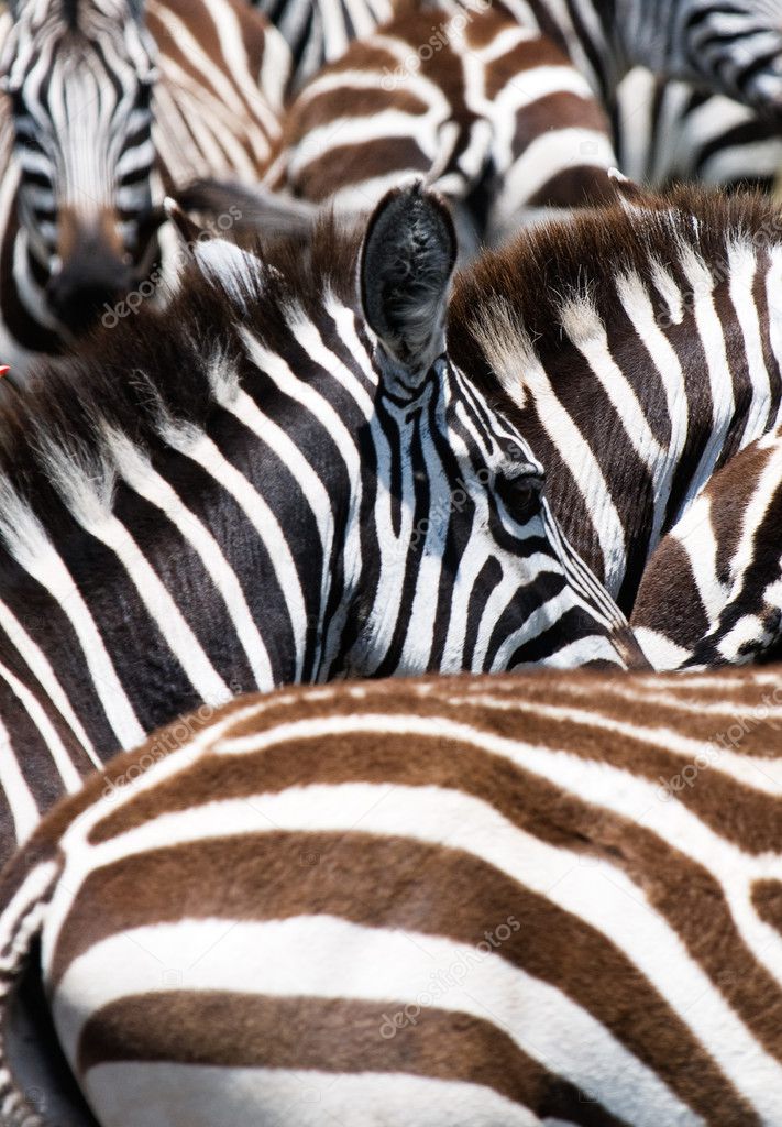 Pattern of zebras — Stock Photo © javarman 9580964