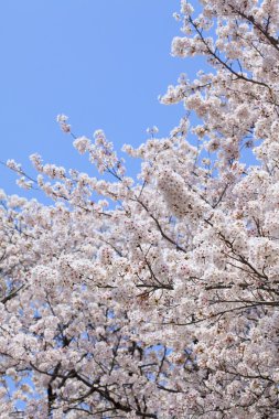 Kiraz (sakura) çiçeği
