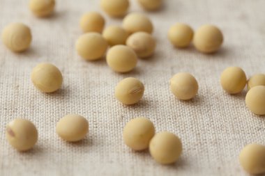 Soybeans clipart