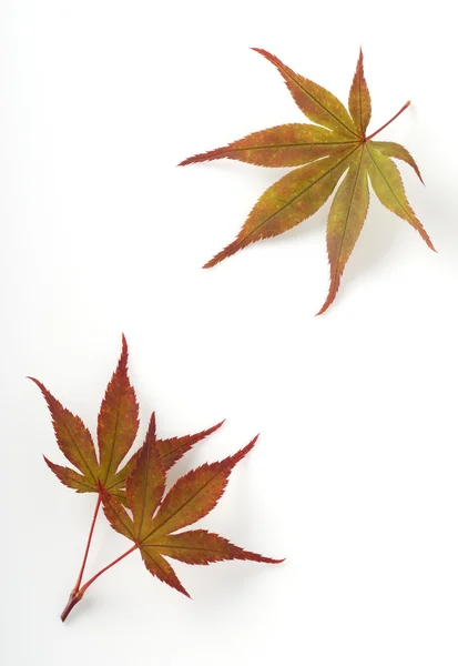 Japanse esdoorn boom bladeren — Stockfoto