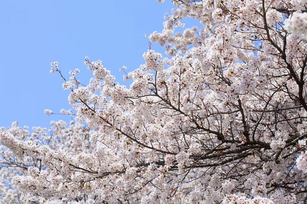 stock image Cherry (sakura) blossom