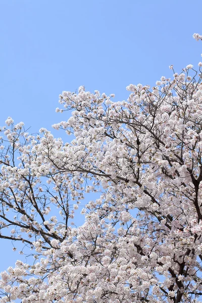 Cherry (sakura) blossom — Stock Photo, Image