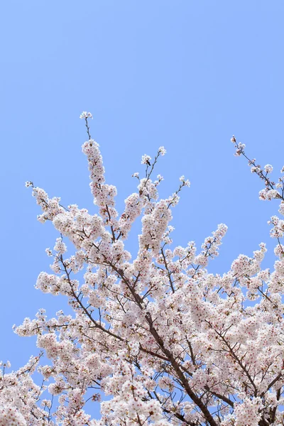 Cherry (sakura) blossom — Stock Photo, Image