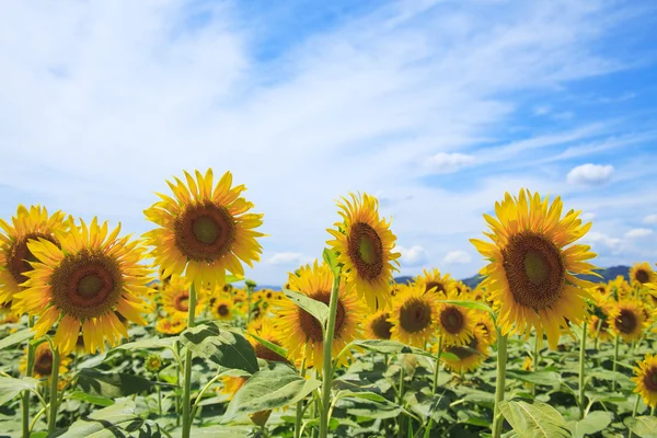 stock image Sun Flower