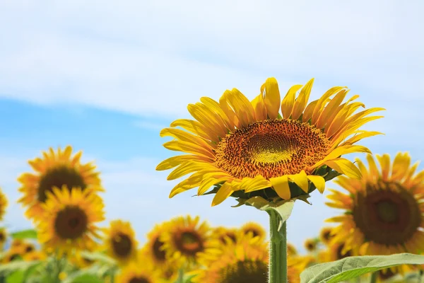 stock image Sun Flower