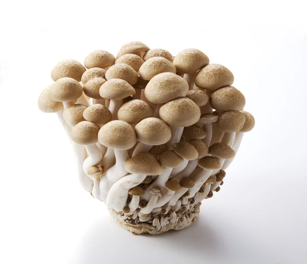 Brown beech mushrooms ( Buna Shimej ) — Stock Photo, Image