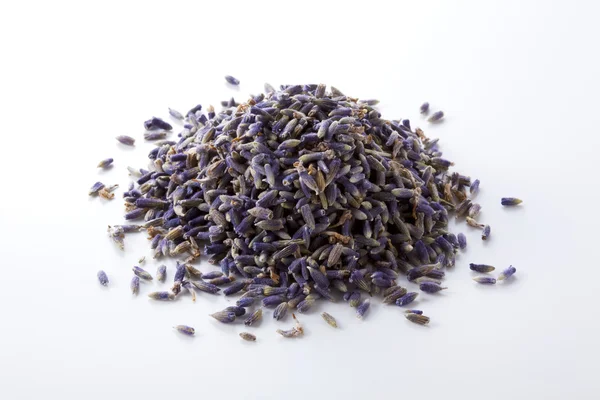 Lavender herb flowers — Stock Photo, Image