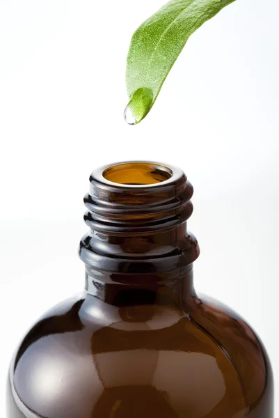 Drops to bottle from leaf — Stock Photo, Image