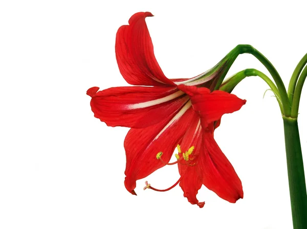 Stock image Red flower