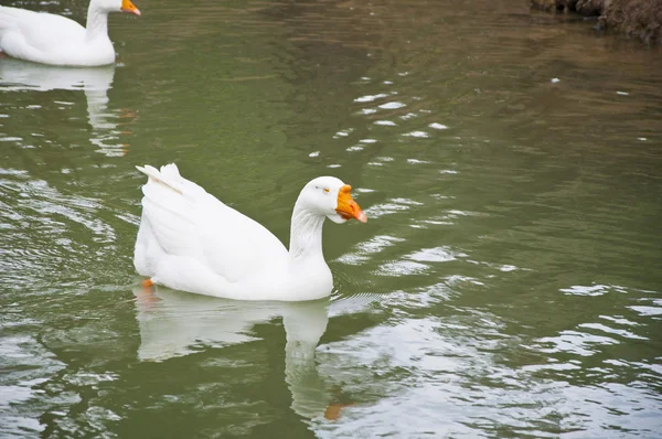 El ganso blanco — Foto de Stock