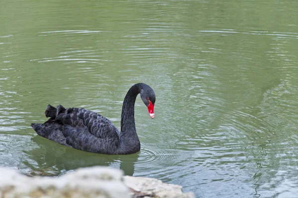 The black Swan — Stock Photo, Image