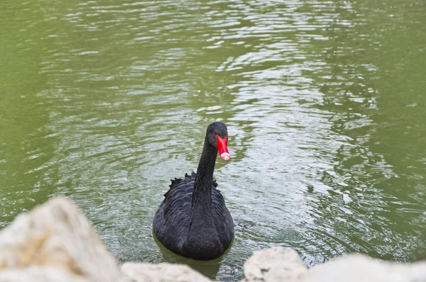 El cisne negro —  Fotos de Stock