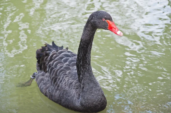 El cisne negro —  Fotos de Stock