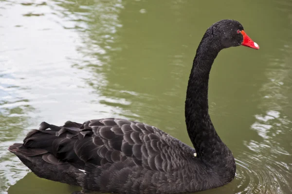 O cisne negro — Fotografia de Stock