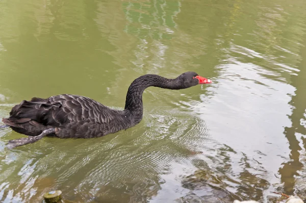 The black Swan — Stock Photo, Image