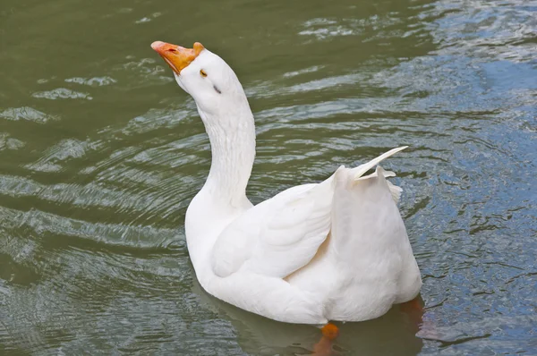 The white goose — Stock Photo, Image