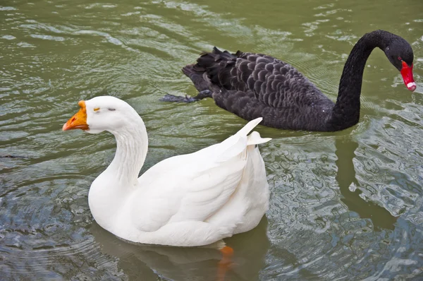 El cisne negro y el ganso blanco —  Fotos de Stock