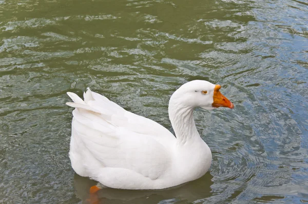 El ganso blanco — Foto de Stock