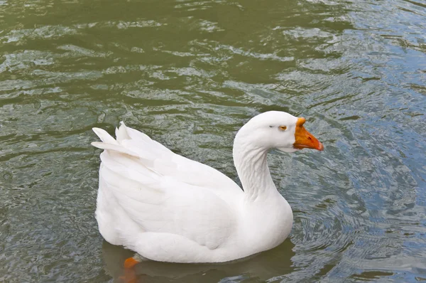 stock image The white goose