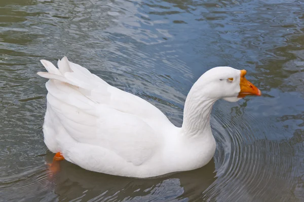 stock image The white goose