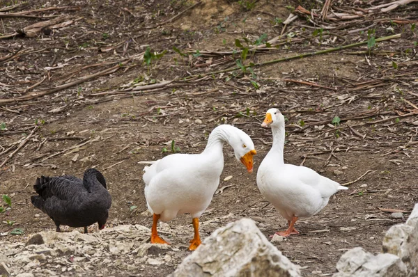 De zwarte zwaan en witte goose — Stockfoto