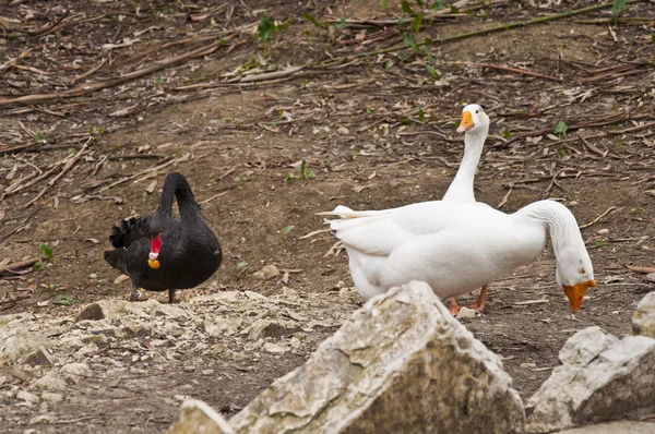 El cisne negro y el ganso blanco —  Fotos de Stock