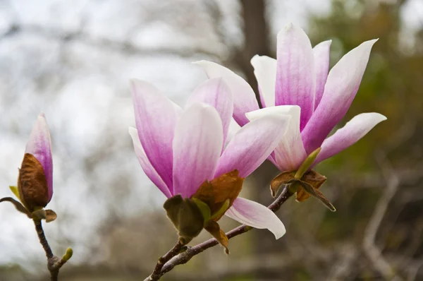 La flor — Foto de Stock