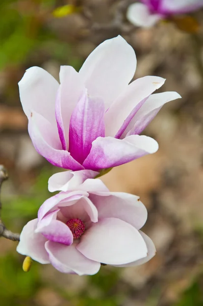 A flor — Fotografia de Stock