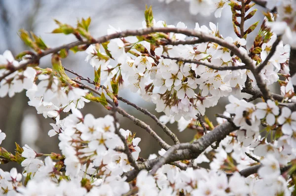 stock image The flower