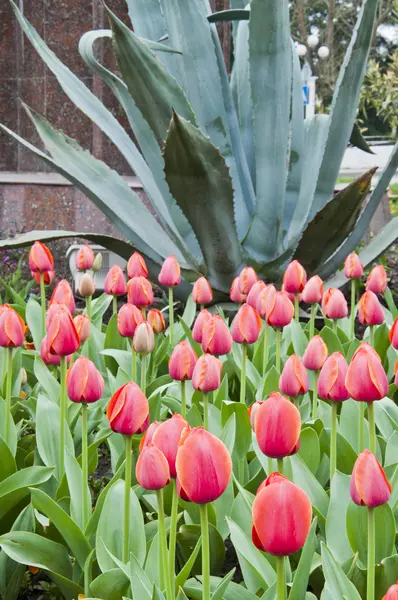Die Tulpen — Stockfoto