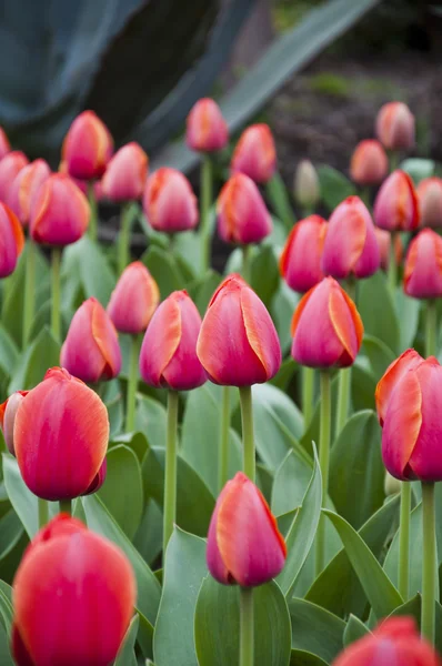 I tulipani — Foto Stock