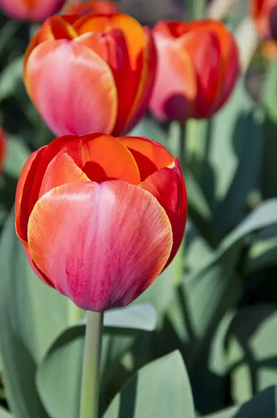 Les tulipes — Photo