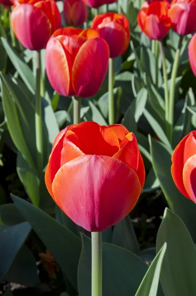 I tulipani — Foto Stock