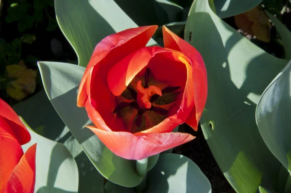 Les tulipes — Photo