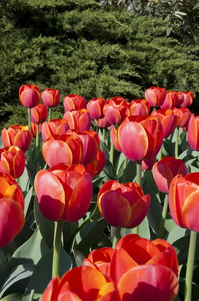 Die Tulpen — Stockfoto