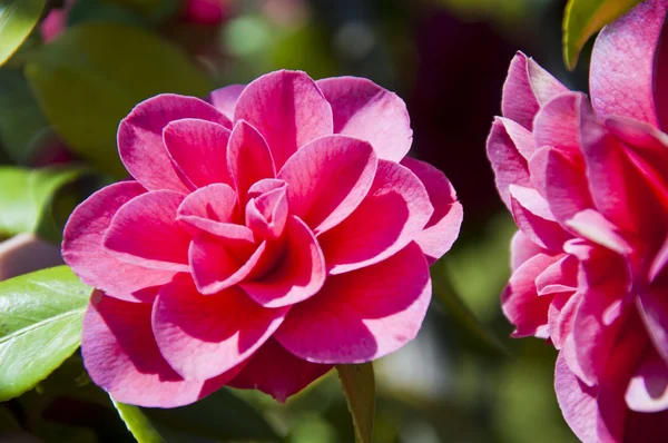 Rode camellia bloem — Stockfoto