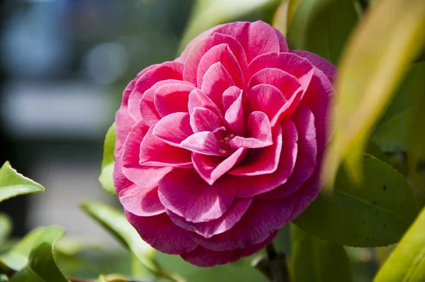 Röd camellia blomma — Stockfoto